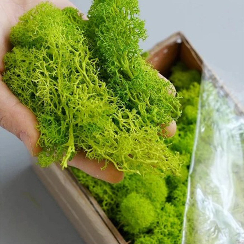 100/200/500g Mech Wiecznego Ży – Sphagnum Moss Dry recenzja i cena